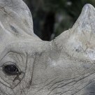 Great One-horned Rhino